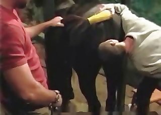 Backdoor of a horse licked by a masculine